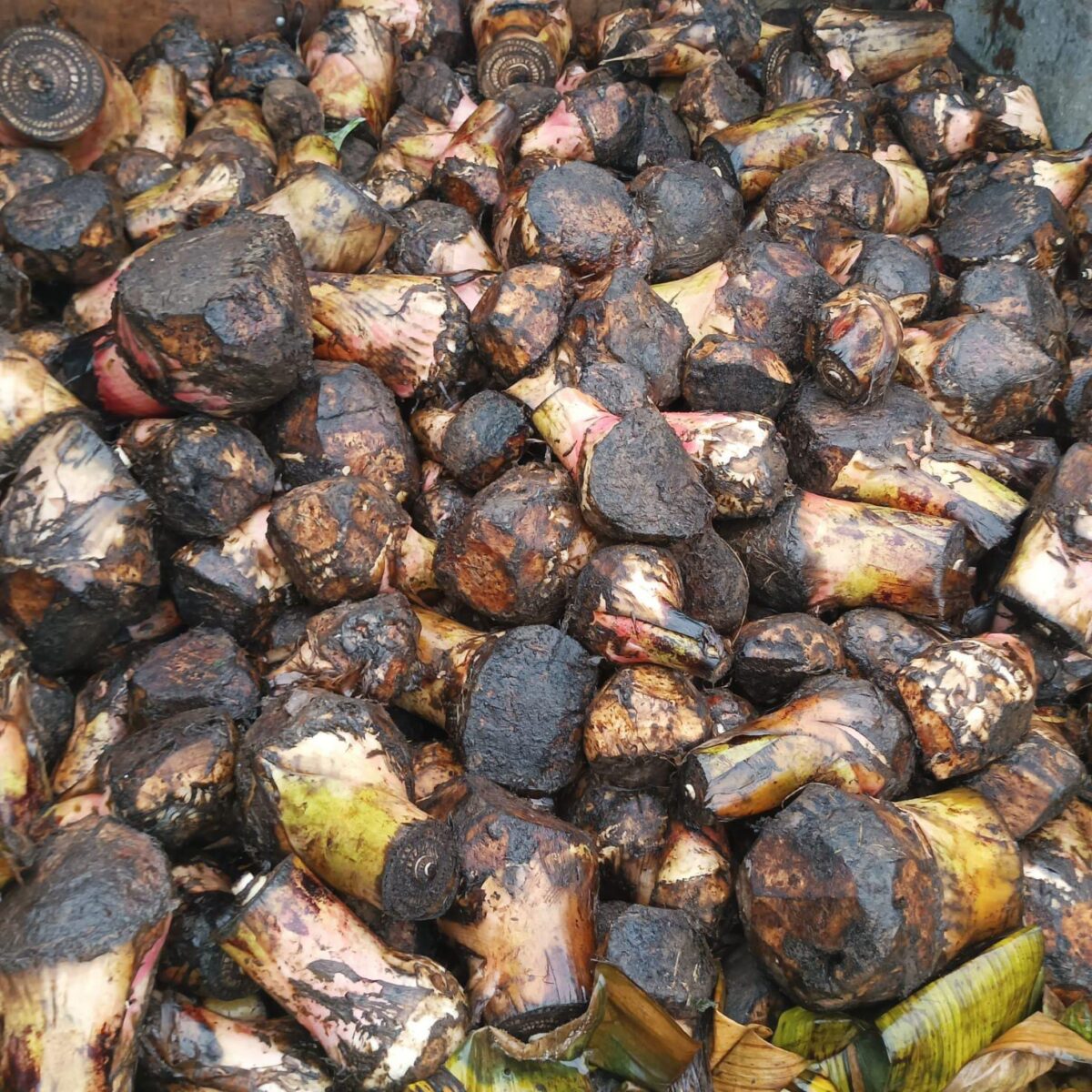 Colines de platano